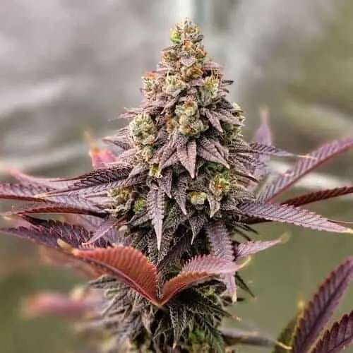 Punchberry Cookie RBX | Ethos Genetics | FEM Photoperiod Seeds