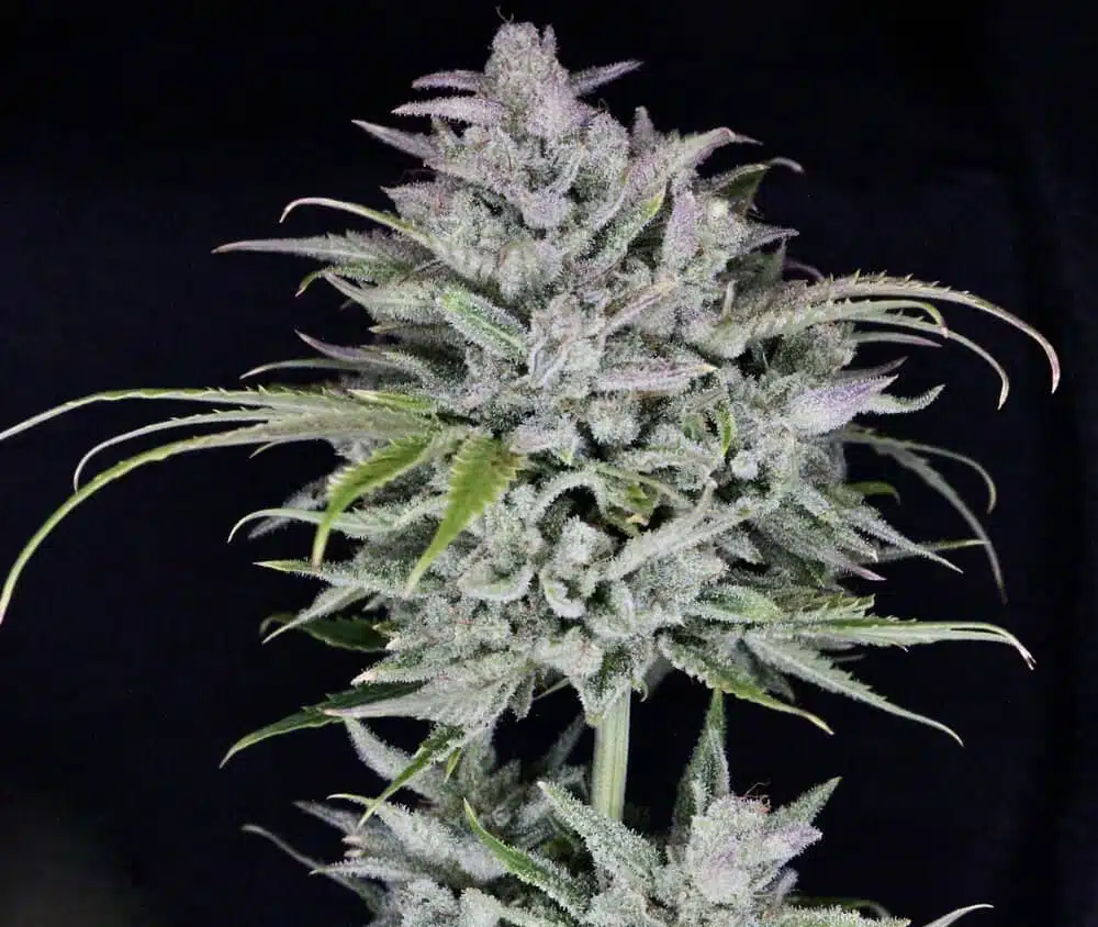 TWENTY20 MENDOCINO – TRIKS STRAIN – AUTO FEM