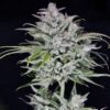 TWENTY20 MENDOCINO - TRIKS STRAIN - AUTO FEM - Image 6