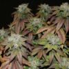 ACE SEEDS - AFGHAN LEMON STRAIN - FEM PHOTO - Image 3