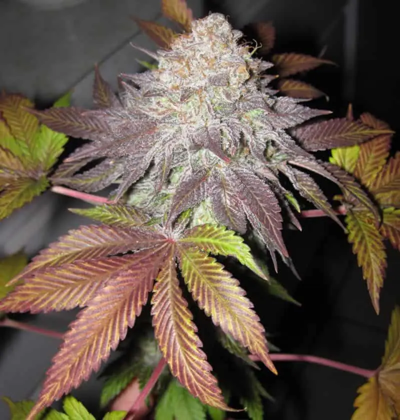 Fruit Cup (The Golden Line) | Cali Connection | FEM Photoperiod Seeds