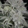 TWENTY20 MENDOCINO - BUBBAWHIP STRAIN - FEM PHOTO - Image 6