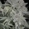 9f8225 Mv2