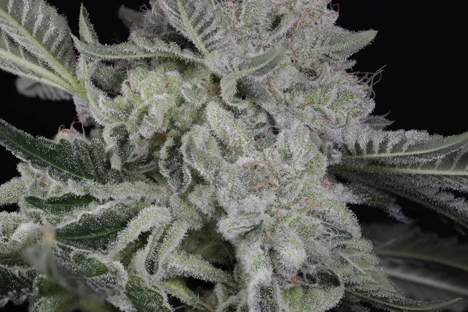 TWENTY20 MENDOCINO – BUBBAWHIP STRAIN – FEM PHOTO