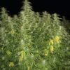 SNOWHIGH - SPROUTWAYS - BLUEBERRY BLAST STRAIN - REG PHOTO - Image 2