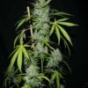 RONIN GARDEN - THE RIPPLE F4 STRAIN - AUTO FEM - 5 PACK - Image 2