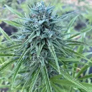 MOSCA SEEDS - CANTALOUPE KUSH STRAIN - AUTO FEM - 5 PACK