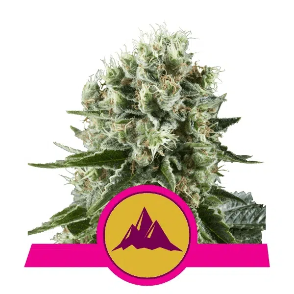 ROYAL QUEEN SEEDS - CRITICAL KUSH STRAIN - FEM PHOTO