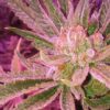 SOFEM GENETICS - RENEGADE GLUE STRAIN - FEM PHOTO - 3 PACK - Image 2