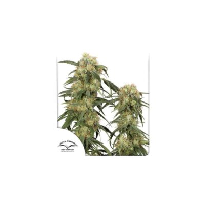 DUTCH PASSION - PAMIR GOLD - FEM PHOTO