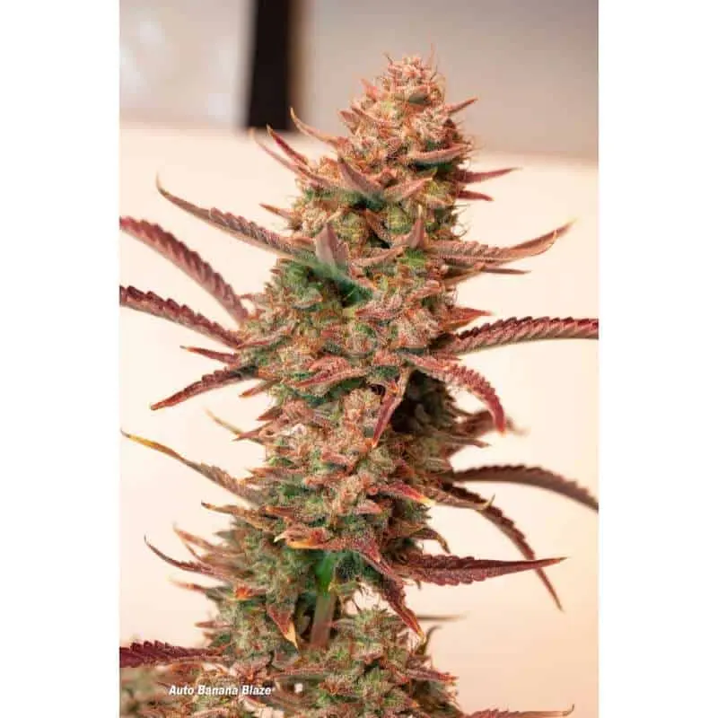 Banana Blaze Auto