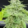 9f8225 Mv2