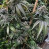 MOSCA SEEDS - PLANET POOP STRAIN - FEM PHOTO - 6 PACK - Image 2