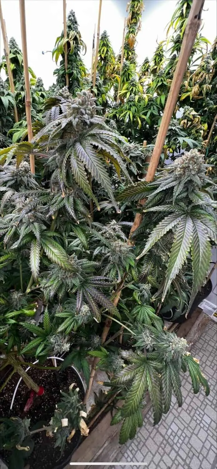 MOSCA SEEDS – PLANET POOP STRAIN – FEM PHOTO – 6 PACK