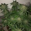 JINXPROOF GENETICS - POUND DOWN STRAIN - REG PHOTO - 12 PACK - Image 9