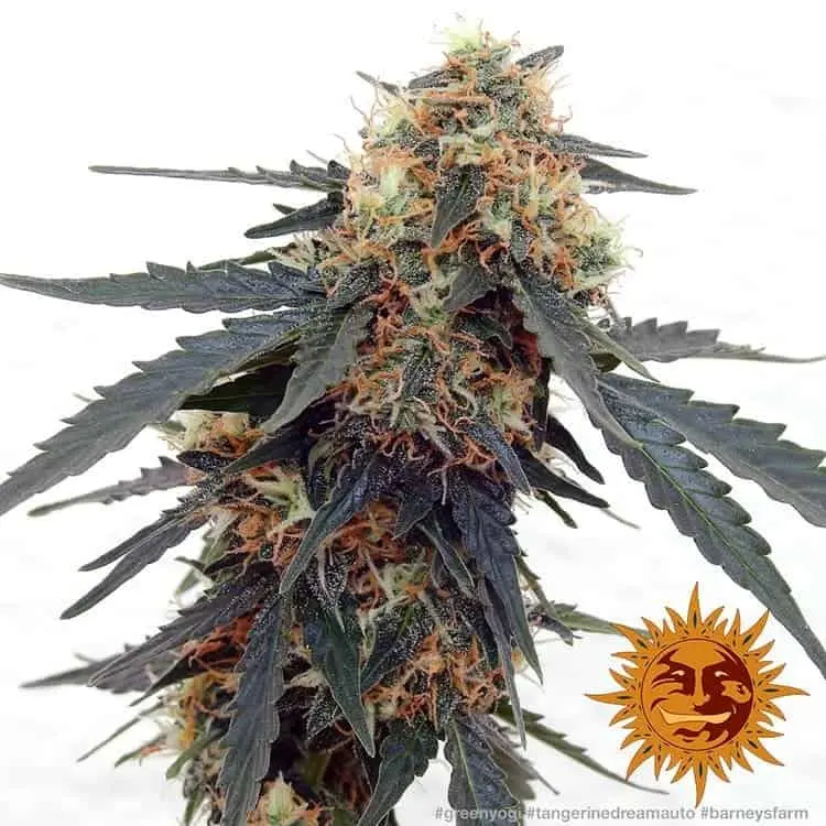 Tangerine Dream Auto | Barney's Farm | FEM Autoflower Seeds
