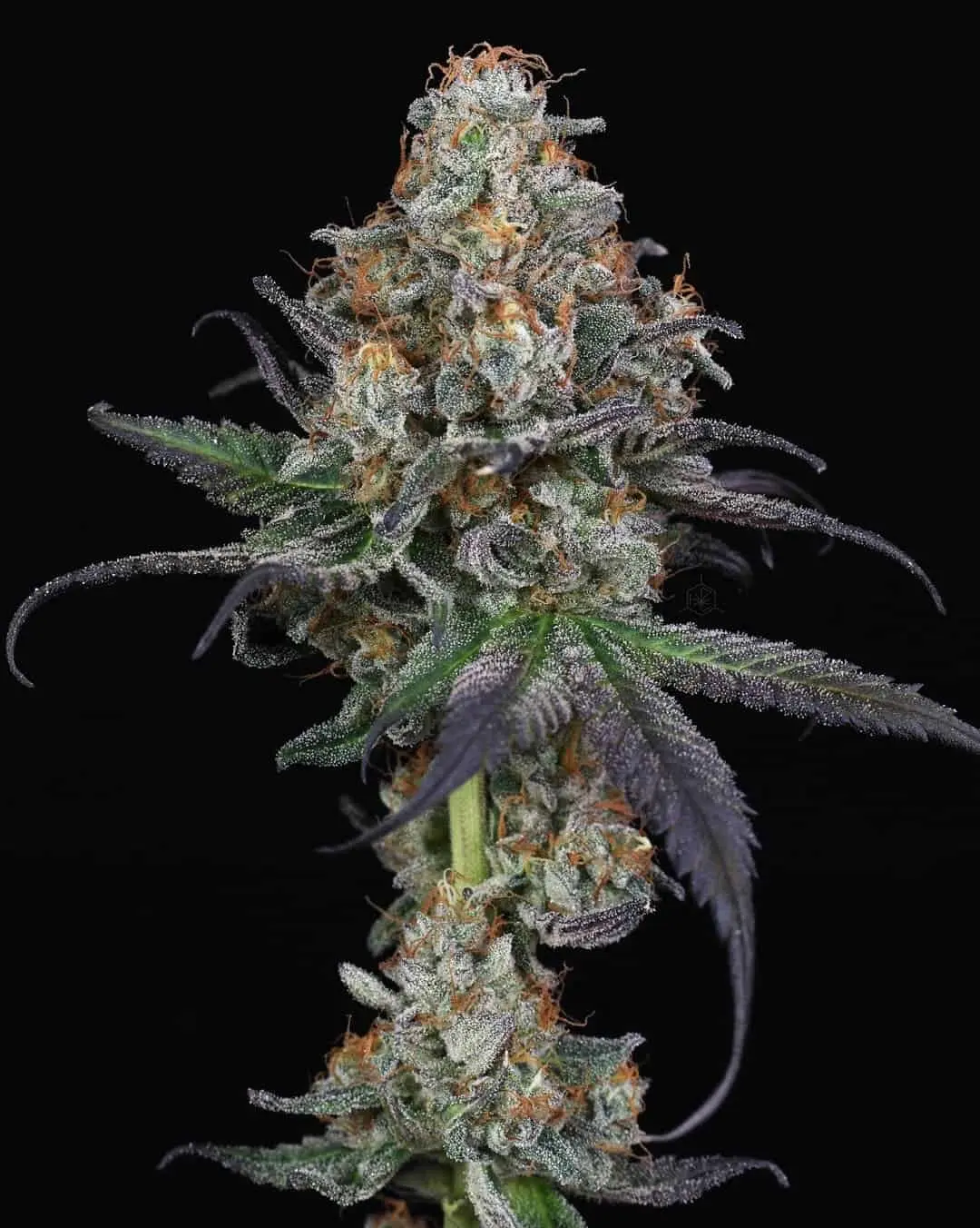 IN HOUSE GENETICS – BANANASICLE STRAIN – FEM PHOTO