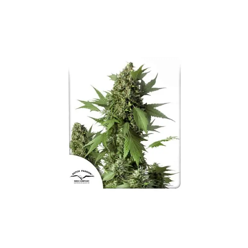 Duck Auto | Dutch Passion | FEM Autoflower Seeds