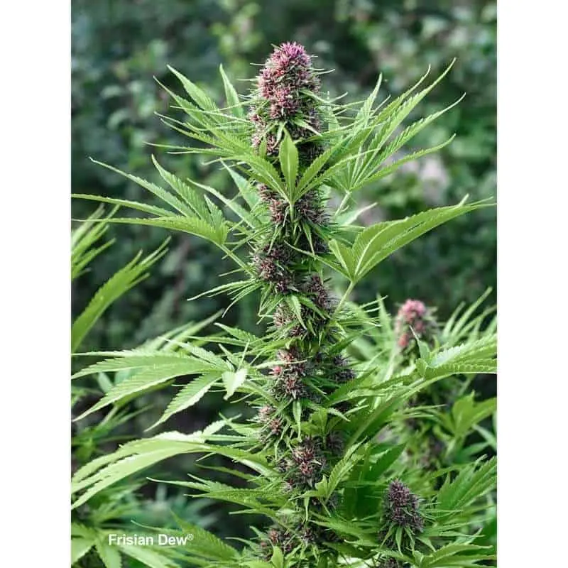 Frisian Dew
