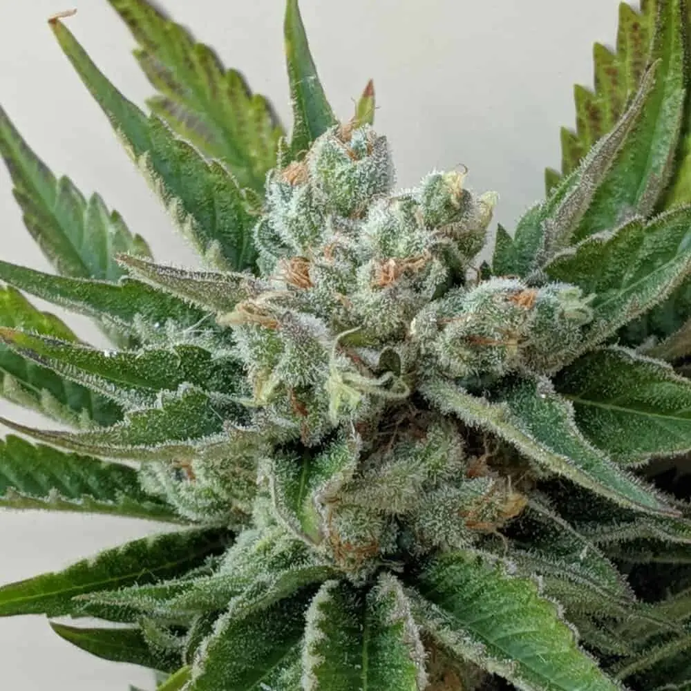 TWENTY20 MENDOCINO - T-DUB (TRAINWRECK) STRAIN - FEM PHOTO