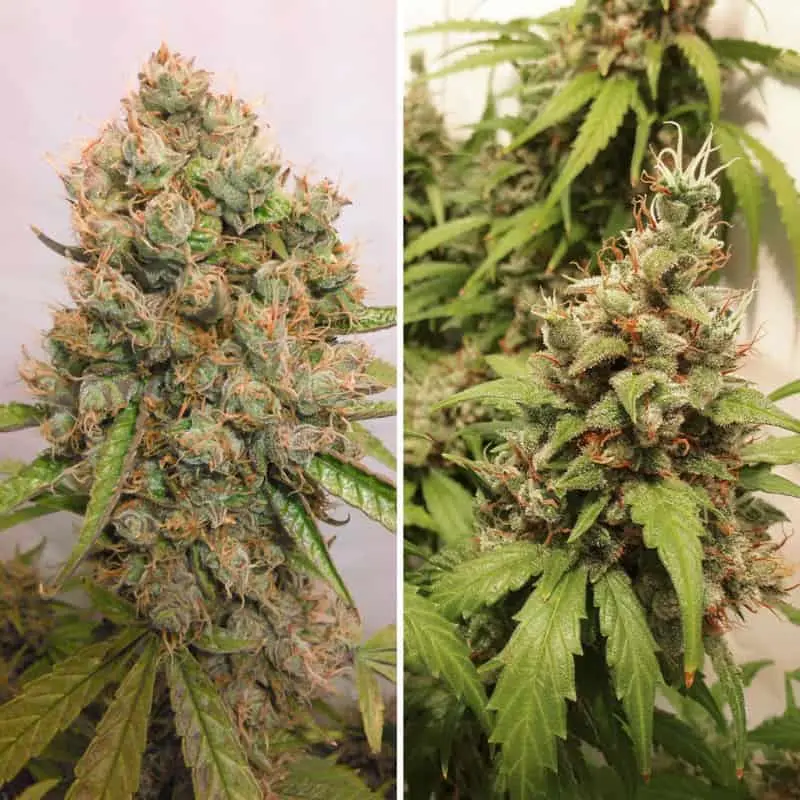 Critical Orange Punch Auto