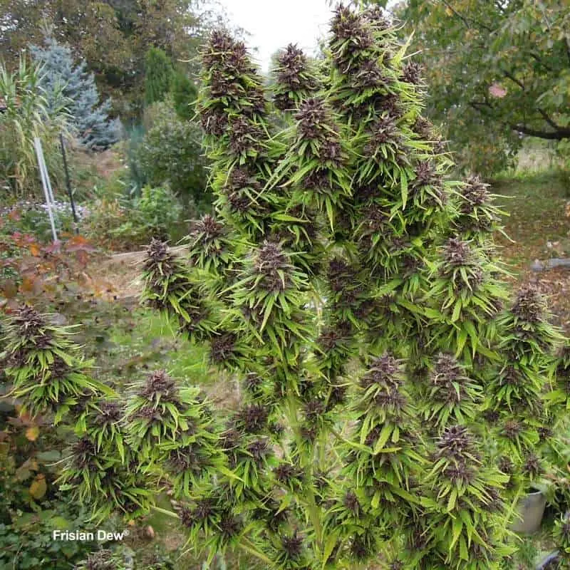 Frisian Dew