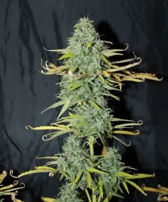 SEEDSMAN - AMNESIA STRAIN - AUTO FEM