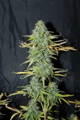 Amnesia | Seedsman | FEM Autoflower Seeds