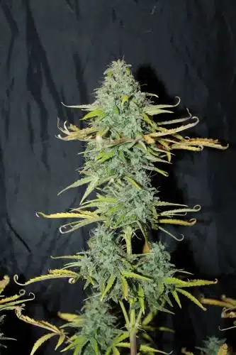 SEEDSMAN - AMNESIA STRAIN - AUTO FEM