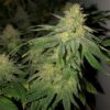 JINXPROOF GENETICS - POUND DOWN STRAIN - REG PHOTO - 12 PACK - Image 11