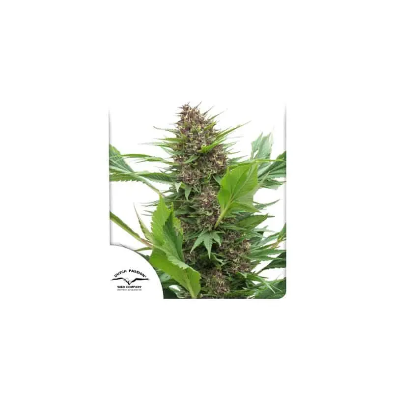 Frisian Duck | Dutch Passion | FEM Photoperiod Seeds