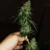 9f8225 Mv2