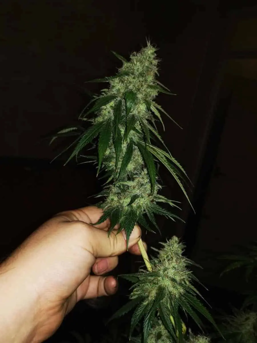 TASTEBUDZ – GELONADE STRAIN – FEM PHOTO