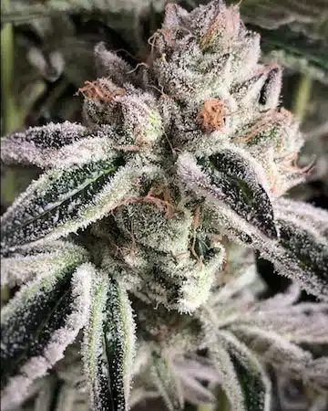 Crescendo RBX1 | Ethos Genetics | FEM Photoperiod Seeds