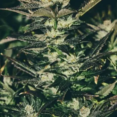 Jupiter OG | Cali Connection | FEM Photoperiod Seeds