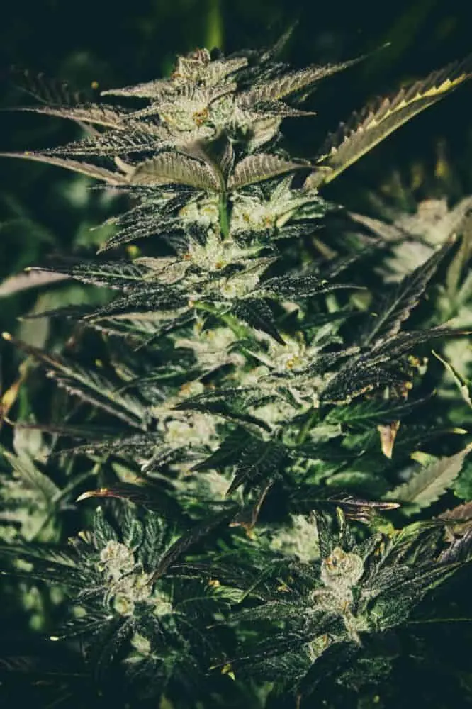 Jupiter OG | Cali Connection | FEM Photoperiod Seeds