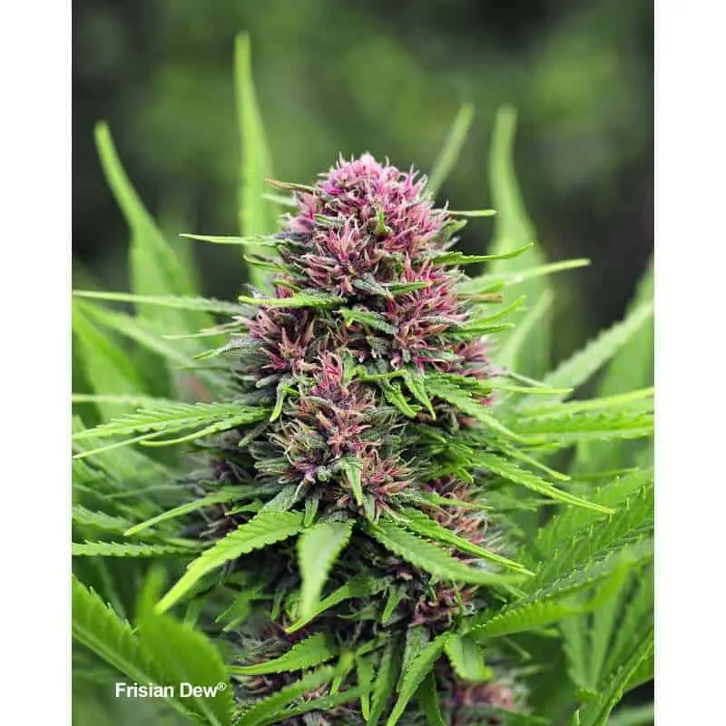 Frisian Dew