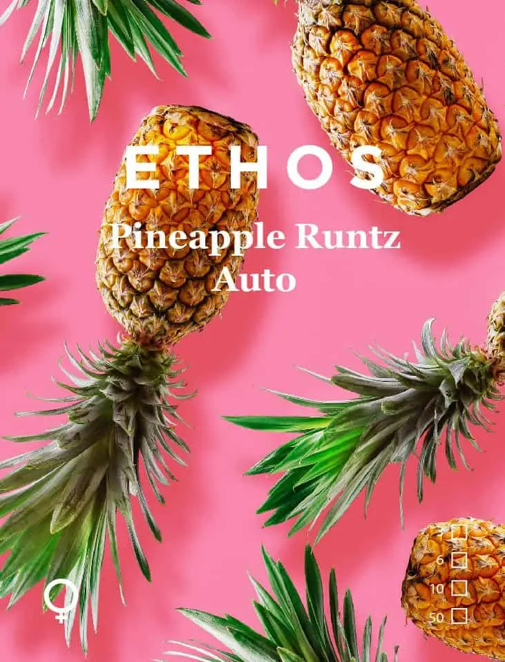 Pineapple Runtz Auto | Ethos Genetics | FEM Autoflower Seeds