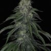 TWENTY20 - AUTOWRECK F4 STRAIN - AUTO FEM - Image 4