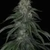 9f8225 Mv2
