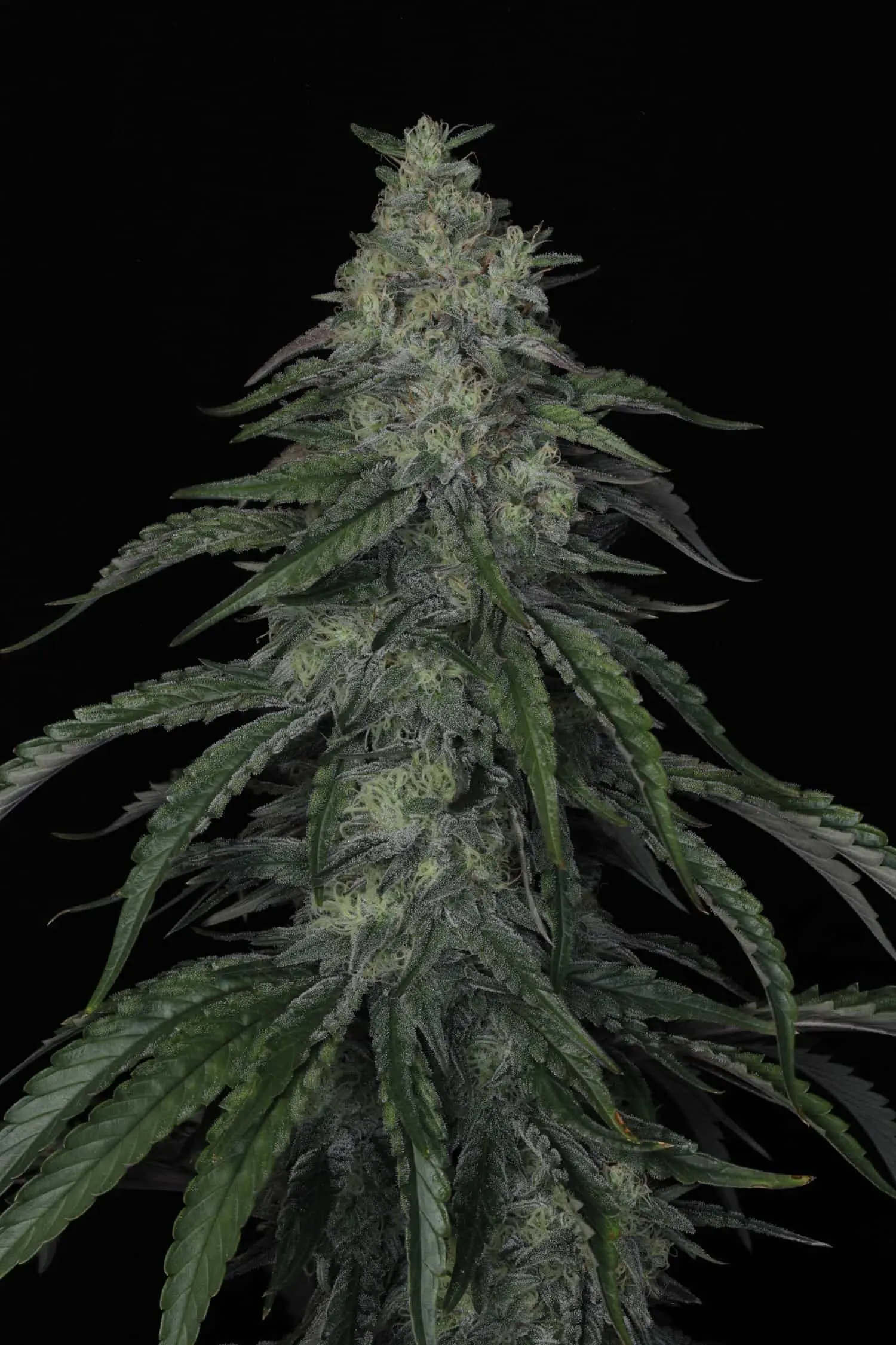 TWENTY20 – AUTOWRECK F4 STRAIN – AUTO FEM