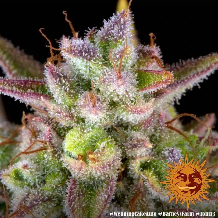 Wedding Cake Auto