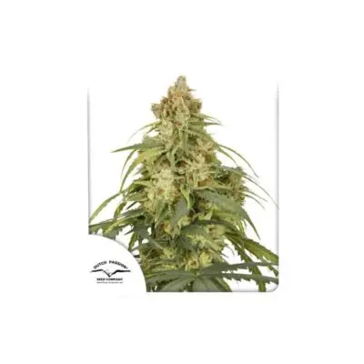 CBD Victory Auto | Dutch Passion | FEM Autoflower Seeds