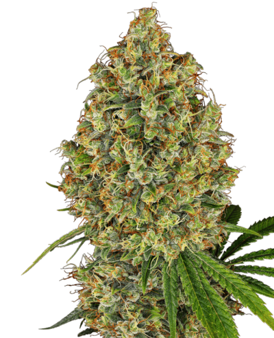 Image of a cannabis plant
