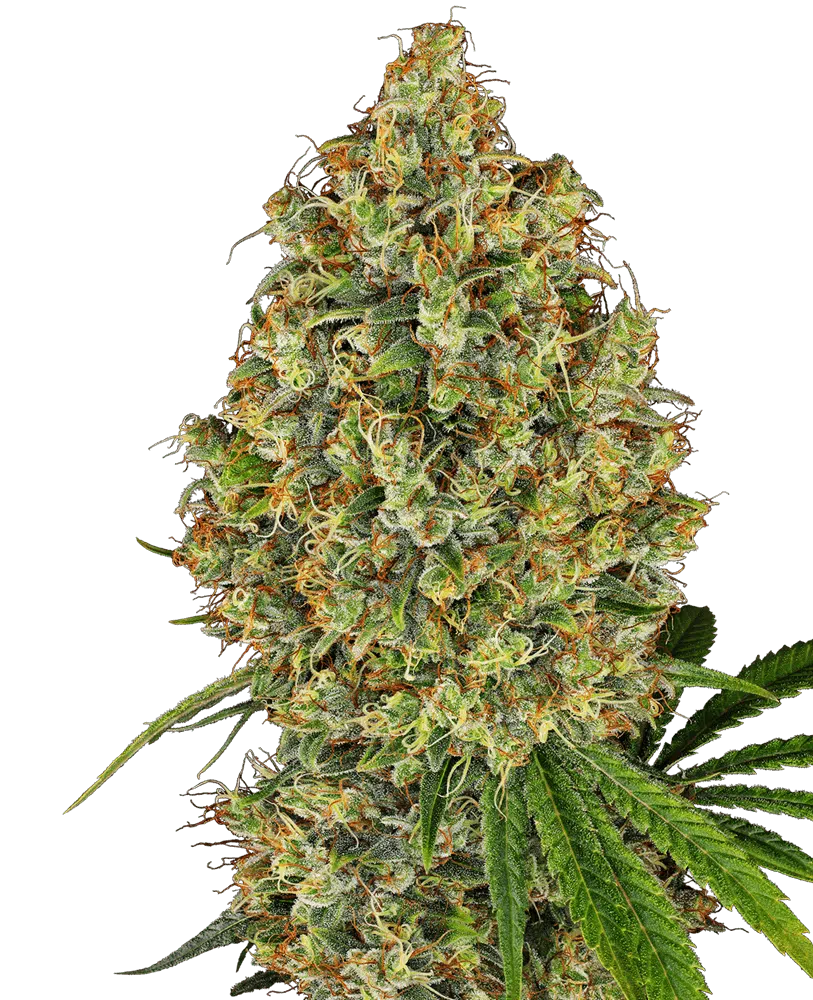 Image of a cannabis plant