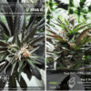 KAGYU - SPROUTWAYS - SIVA SELECT COLOMBIAN RED STRAIN - REG PHOTO - 10 PACK - Image 3