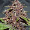 DUTCH PASSION - CBD BLACKBERRY KUSH - AUTO FEM - Image 3