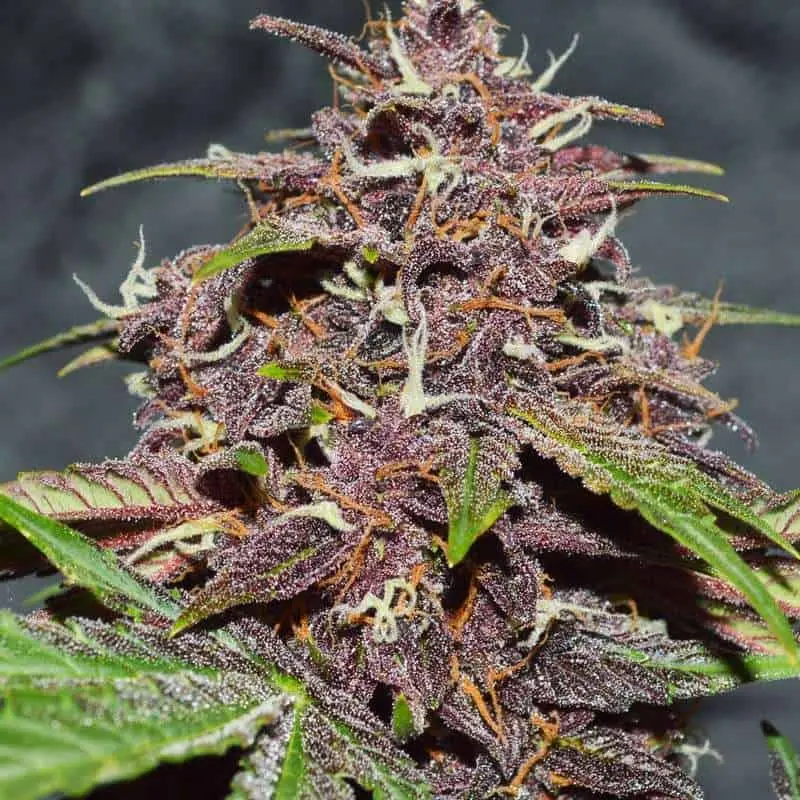 CBD Blackberry Kush Auto