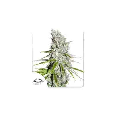 CBD Skunk Haze | Dutch Passion | FEM Photoperiod Seeds