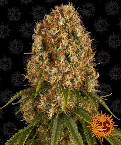 Orange Sherbert | Barney's Farm | FEM Photoperiod Seeds